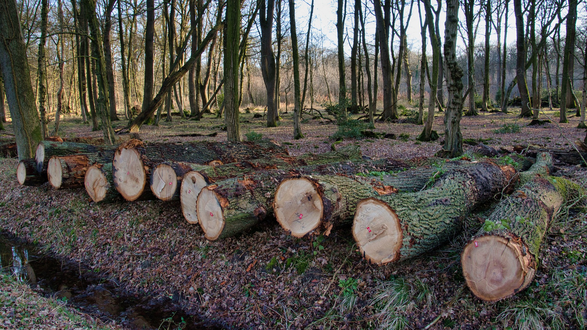 11 milhões de hectares de árvores foram derrubadas em 2021 no mundo