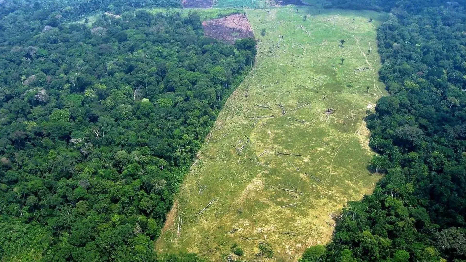 Brasil lidera ranking mundial entre os 10 países que mais desmataram suas florestas primárias em 2021