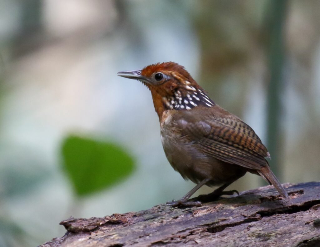 Como as mudancas climaticas estao causando perda de peso nas aves e outros animais da Amazonia