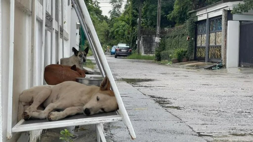 ONG da Tailândia cria abrigo para cachorros de rua utilizando Outdoors reciclados
