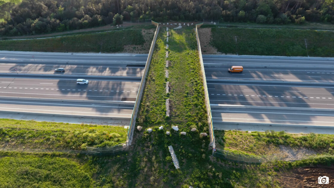 São Paulo ganha passarela verde feita de plantas sobre a rodovia para reduzir mortes de animais
