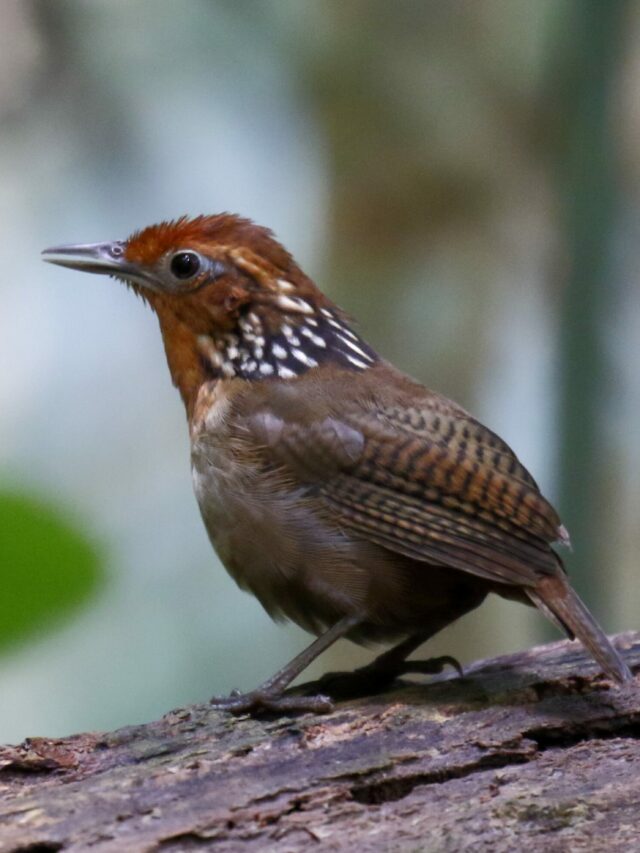 Mudanças climáticas estão causando perda de peso nas aves da Amazônia