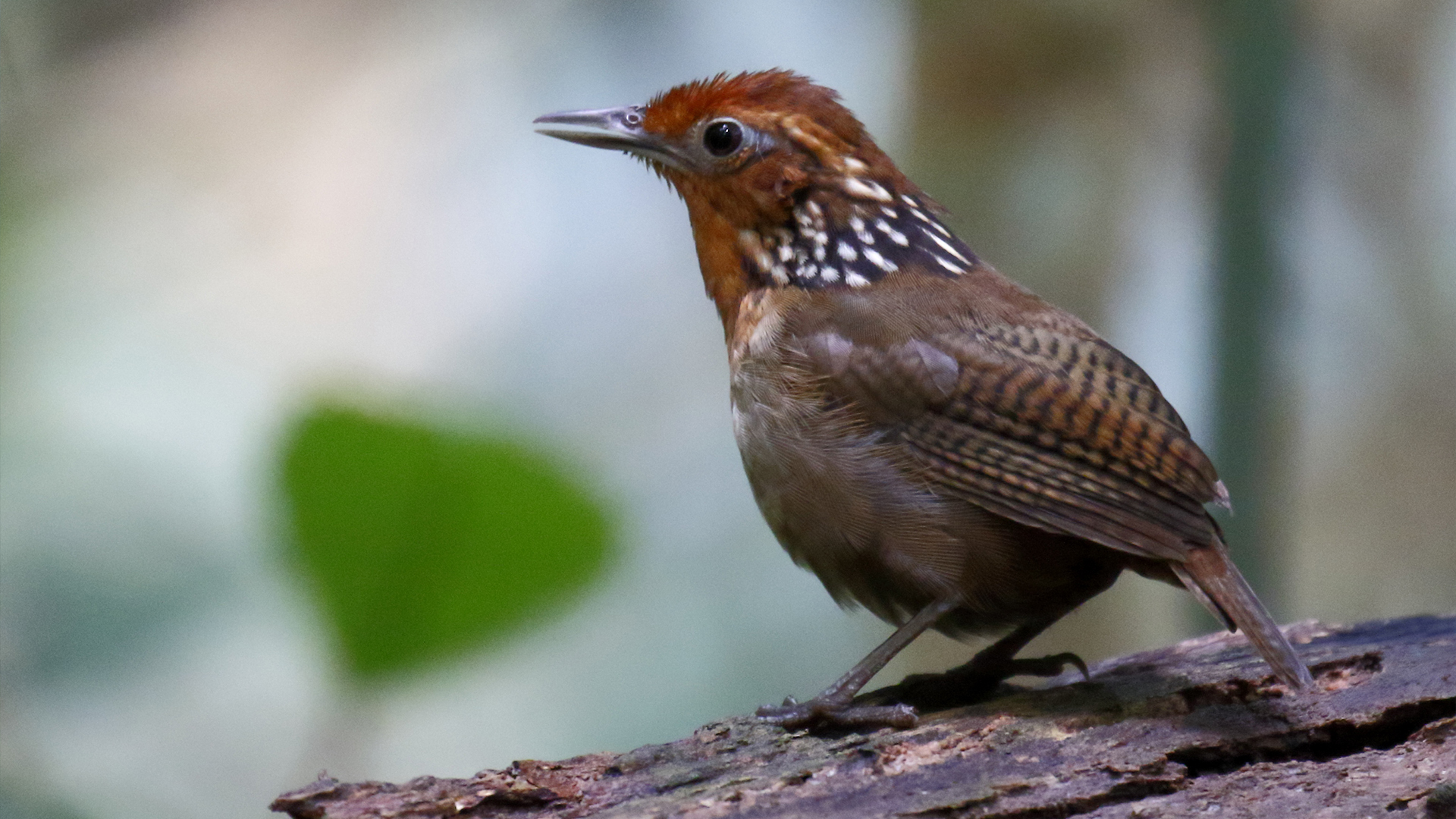 Mudanças climáticas estão causando perda de peso nas aves e outros animais da Amazônia