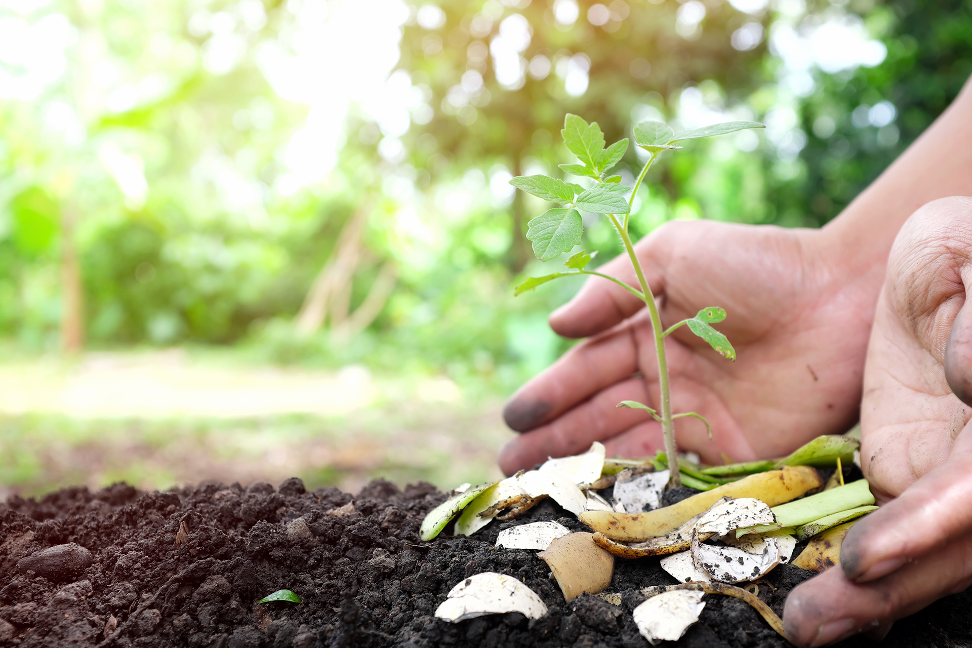 Como fazer compostagem rica em nutrientes que ajudará seu jardim a prosperar