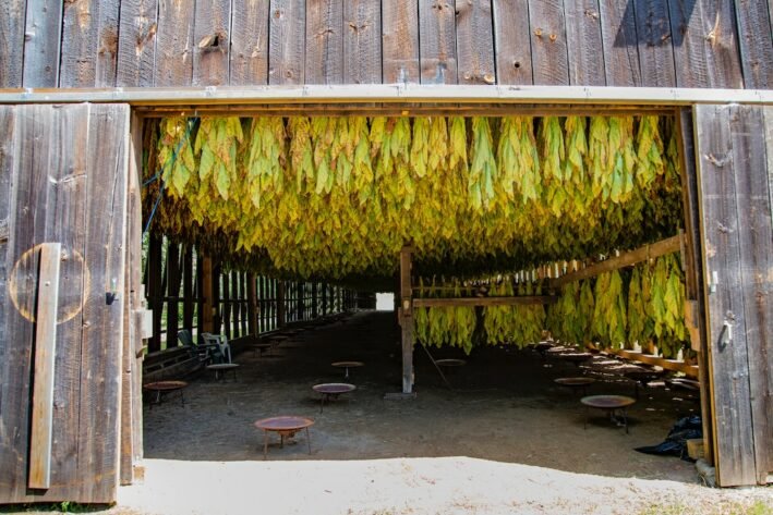 O grande impacto ambiental provocado pela industria do cigarro Alerta da OMS 1 1