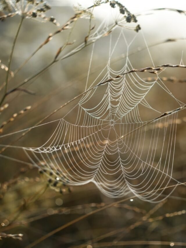 Poluição plástica está nas teias de aranha