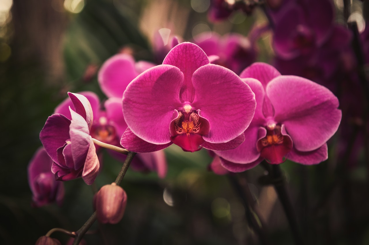 Como cuidar de Orquídea Phalaenopsis - Aprenda a cultivar essa orquídea de forma rápida e fácil