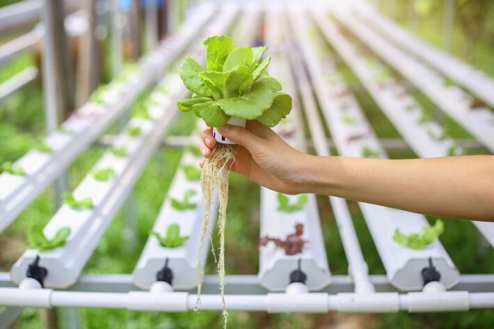 O que é Hidroponia e como funciona essa técnica de cultivo alternativo