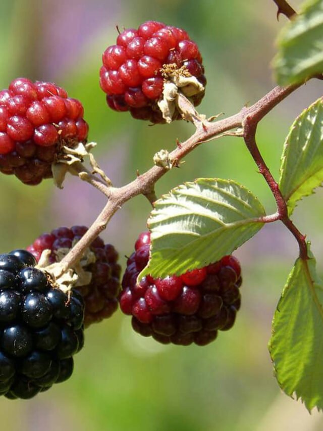 Como plantar Amora e produzir essa fruta em casa