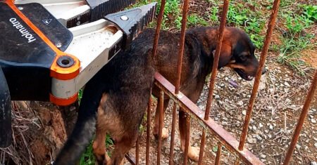 Polícia Civil local está implementando a primeira delegacia de proteção animal do Brasil no Distrito Federal