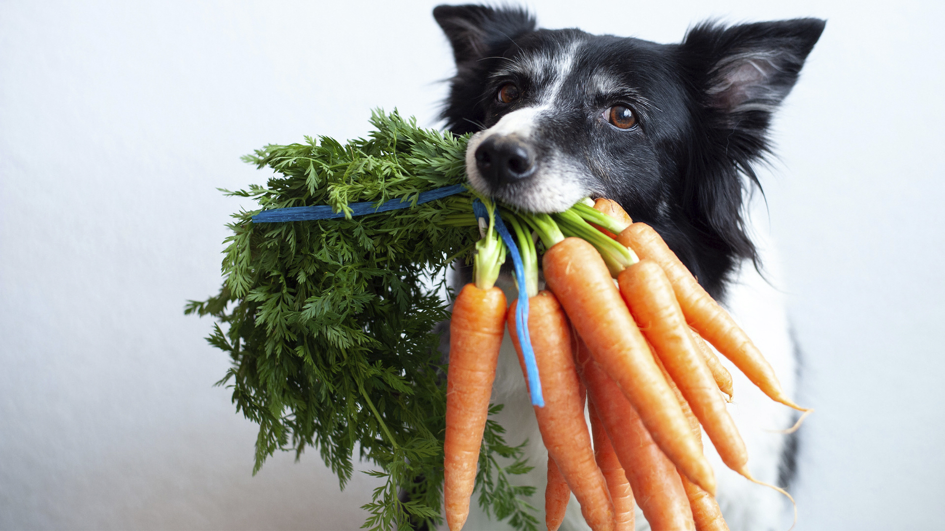 Mercado pet no ESG alimentação alternativa para os cães