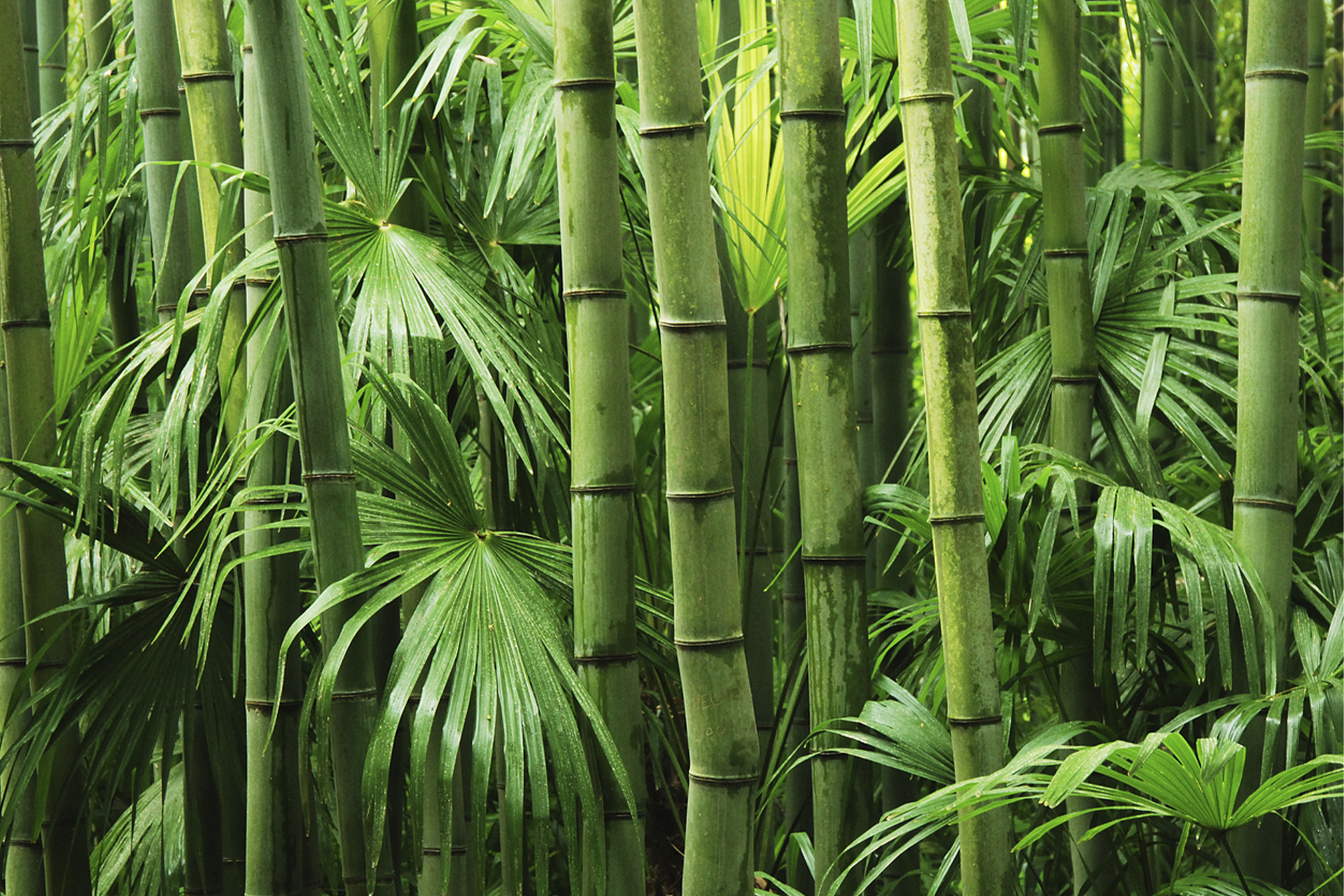 O que é bambu e por que ele é considerado a matéria-prima do futuro