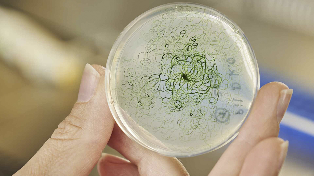 Cianobactérias a resposta ecológica para uma alimentação mais saudável e sustentável