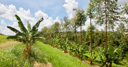 Como o uso dos sistemas agroflorestais (SAFs) esta ajudando no combate à degradação ambiental e na crise climática