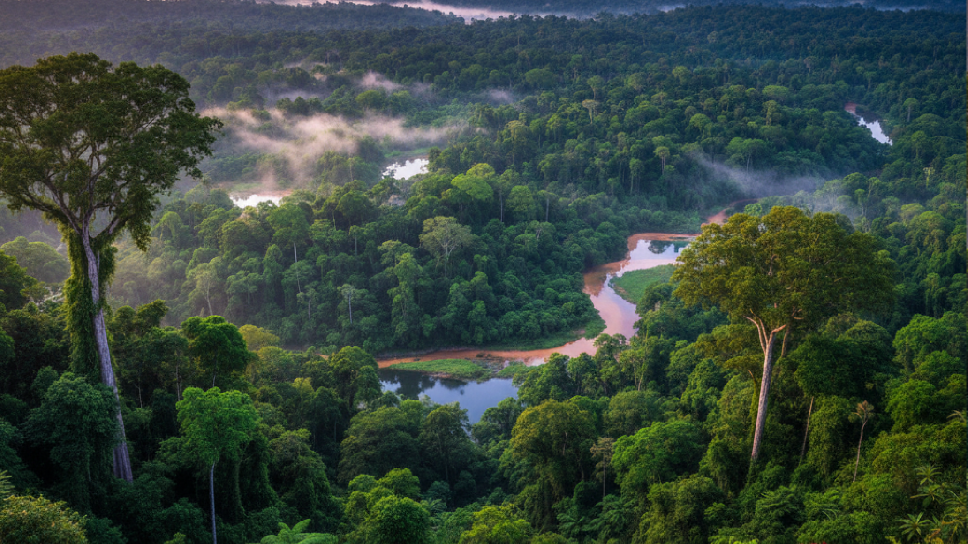 A destruição da Amazônia ameaça o clima global, mas a preservação da maior floresta tropical do mundo é a única solução real para salvar o planeta do colapso no ano de 2026 1 Imagem ilustrativa sobre Amazônia é o grande reservatório de carbono que pode salvar o planeta
