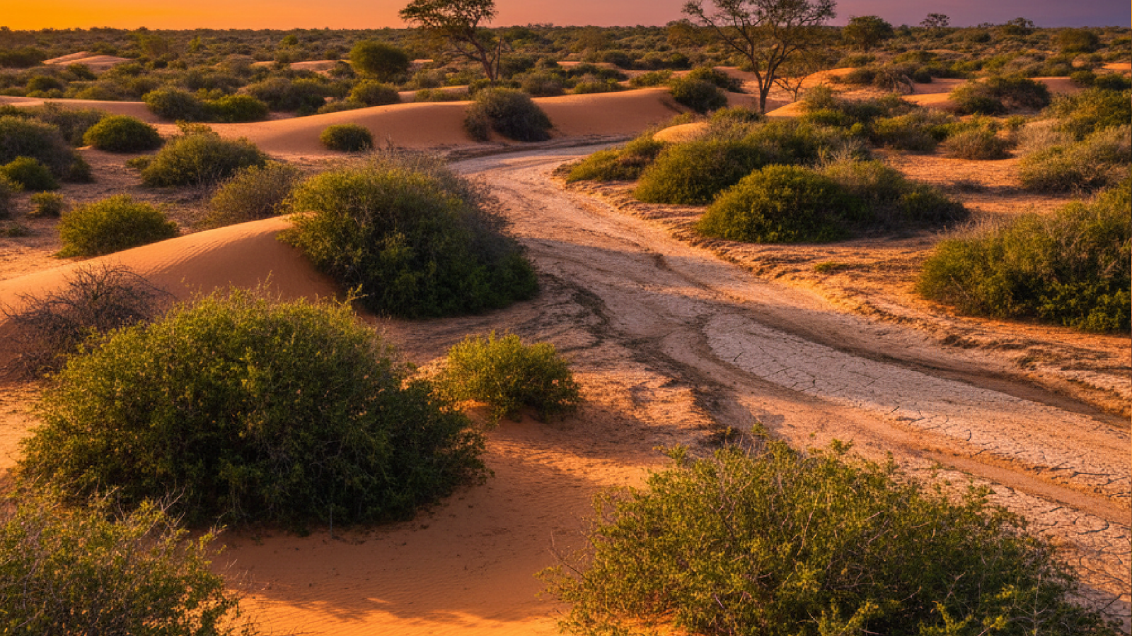 Imagem ilustrativa sobre Deserto avança no Nordeste brasileiro, diz estudo - Olhar Digital