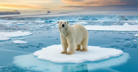 Mudanças climáticas no Ártico geram paradoxo onde ursos polares enfrentam degelo com corpos mais gordos e saudáveis