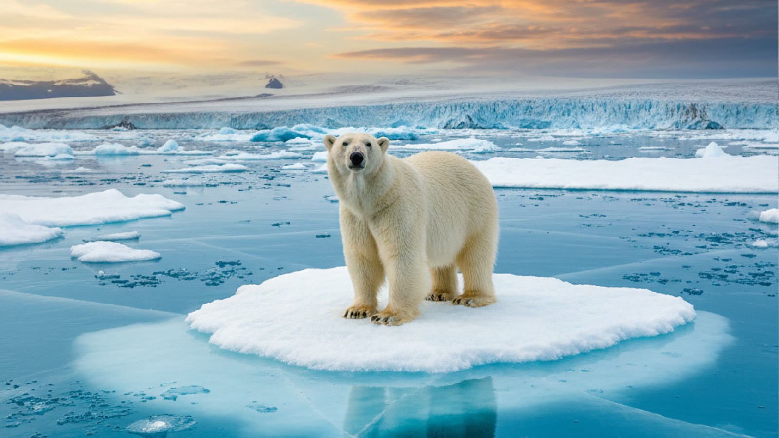Mudanças climáticas no Ártico geram paradoxo onde ursos polares enfrentam degelo com corpos mais gordos e saudáveis